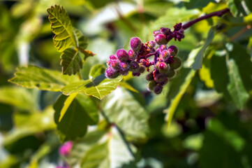Fruit of Skunkbrush Sumac, also known as Rhus trilobata. The fruits are edible and have tart flavor...