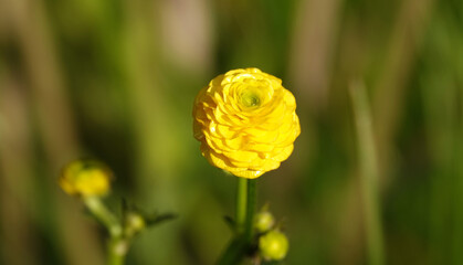Ranunculus ranunculus flowers during flowering