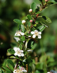 Flowers of the cotoneaster plant in spring