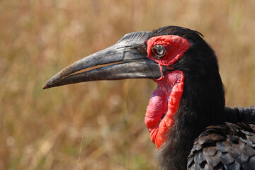 Kaffernhornrabe / Southern ground hornbill / Bucorvus leadbeateri
