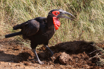 Kaffernhornrabe / Southern ground hornbill / Bucorvus leadbeateri