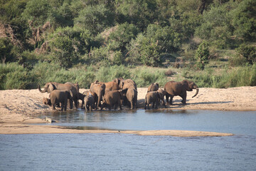 Obraz premium Afrikanischer Elefant am Sabie River / African elephant at Sqabie River / Loxodonta africana.