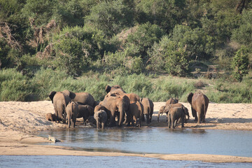 Afrikanischer Elefant am Sabie River / African elephant at Sqabie River / Loxodonta africana.