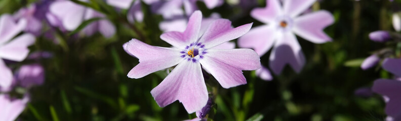 Phlox subulate flowers during the flowering period