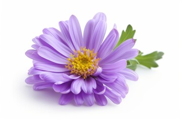 Aster photo on white isolated background 