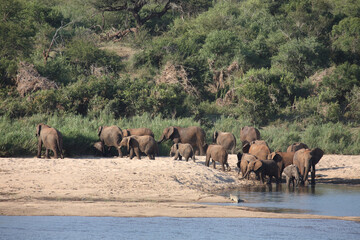 Afrikanischer Elefant am Sabie River / African elephant at Sqabie River / Loxodonta africana.
