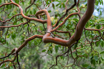 Urlaub in der Türkei: Wanderung am Lykischen Weg an der Küste am Kap Gelidonia - Leuchtturm, Klippen, Inseln und der besondere Zyprische Erdbeerbaum,  Arbutus andrachne