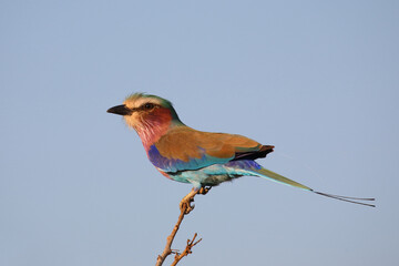 Gabelracke / Lilac-breasted roller / Coracias caudata