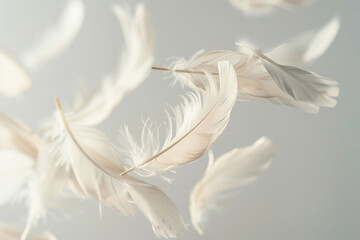 A tranquil scene of floating feathers against a soft, light gray background. Feathers appear weightless, with a focus on delicate textures and subtle shades of white and cream.