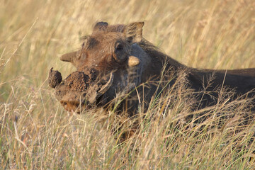 Warzenschwein / Warthog / Phacochoerus africanus