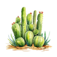 Fototapeta premium watercolor cactus children's illustration cartoon cut out transparent isolated on white background PNG file