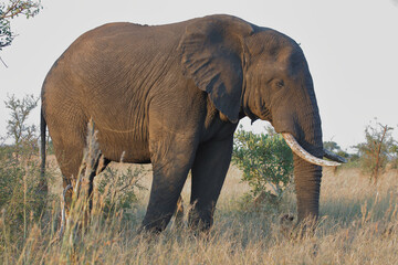 Fototapeta premium Afrikanischer Elefant / African elephant / Loxodonta africana