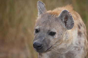 Tüpfelhyäne / Spotted hyaena / Crocuta crocuta