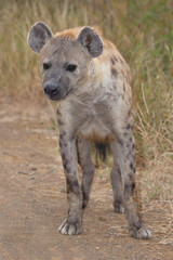 Tüpfelhyäne / Spotted hyaena / Crocuta crocuta