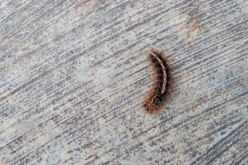 caterpillars crossing over the cement floor.