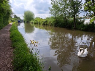 Swan in canal
