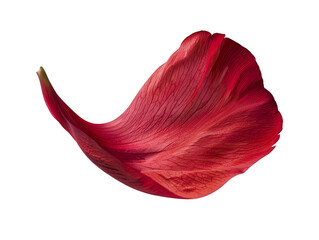 A red flower petal floating cut out transparent isolated on white background PNG file artwork graphic design.