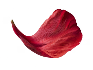 A red flower petal floating cut out transparent isolated on white background PNG file artwork graphic design.