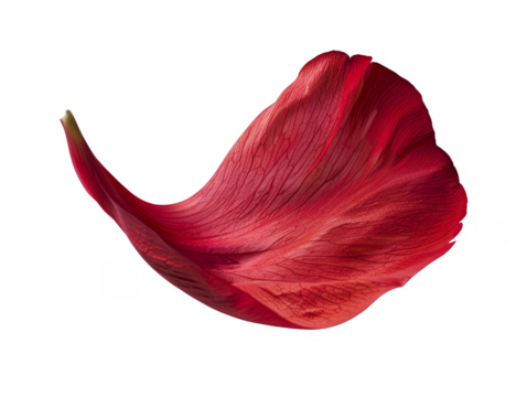 A red flower petal floating cut out transparent isolated on white background PNG file artwork graphic design.