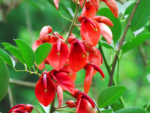 Erythrina crista-galli, also known as the cockspur coral tree, ceibo or corticeira. Erythrina crista-galli  The national flower of Argentina and Uruguay.