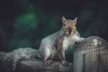 Naklejka premium squirrel in the park