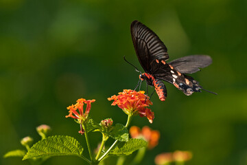 Common Mormon -This butterfly is known for the mimicry displayed by the numerous forms of its females which mimic inedible red-bodied swallowtails, such as the common rose and the crimson rose