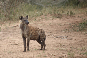 Tüpfelhyäne / Spotted hyaena / Crocuta crocuta