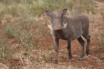 Warzenschwein / Warthog / Phacochoerus africanus