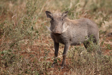 Warzenschwein / Warthog / Phacochoerus africanus