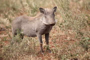 Warzenschwein / Warthog / Phacochoerus africanus