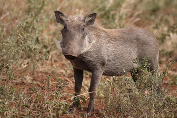 Warzenschwein / Warthog / Phacochoerus africanus