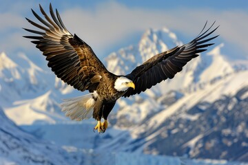 Fototapeta premium Bald Eagle Soaring Over Snow-Capped Mountains