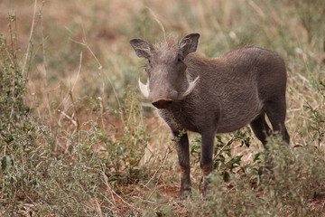 Warzenschwein / Warthog / Phacochoerus africanus