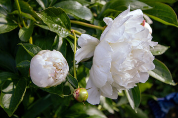 White peony in a garden with raindrops