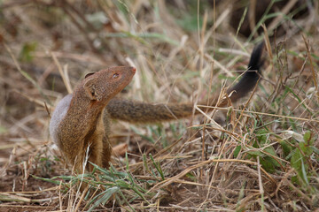 Schlankmanguste / Slender mongoose / Galerella sanguinea