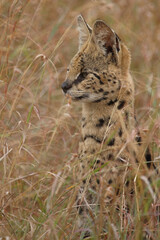 Serval / Serval / Leptailurus serval