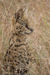 Obraz premium Serval / Serval / Leptailurus serval