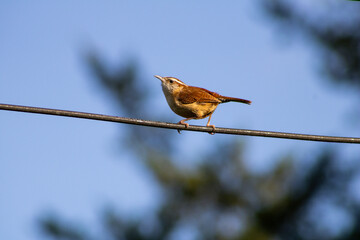 Wren on a telephone line