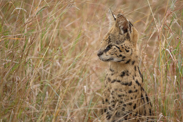 Serval / Serval / Leptailurus serval