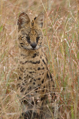 Serval / Serval / Leptailurus serval
