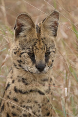 Serval / Serval / Leptailurus serval