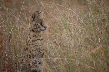 Serval / Serval / Leptailurus serval