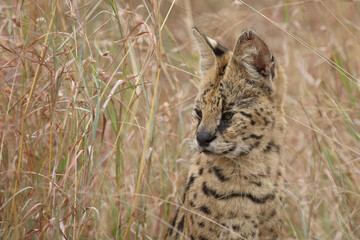 Serval / Serval / Leptailurus serval