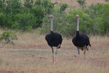 Strauß / Ostrich / Struthio camelus