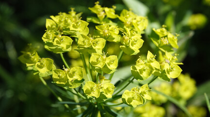 Euphorbia flowers are very delicate
