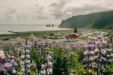 View of Vík village, church, lupine field, and Reynisdrangar sea stacks in South Iceland