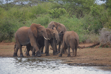 Fototapeta premium Afrikanischer Elefant / African elephant / Loxodonta africana