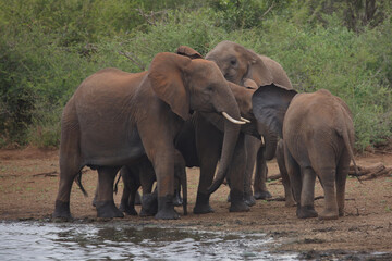 Fototapeta premium Afrikanischer Elefant / African elephant / Loxodonta africana