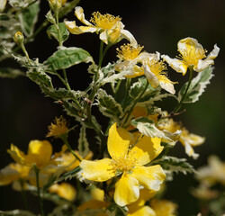 Flowers St. John's wort