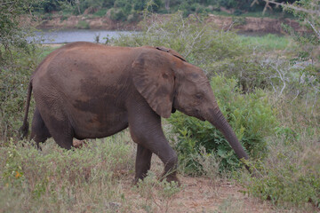 Afrikanischer Elefant / African elephant / Loxodonta africana